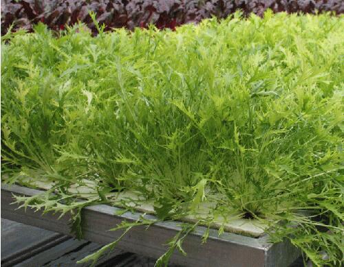 葉菜葉面肥選擇 葉菜葉面肥選擇