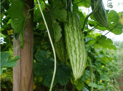 苦瓜葉面肥用法 苦瓜葉面肥用法