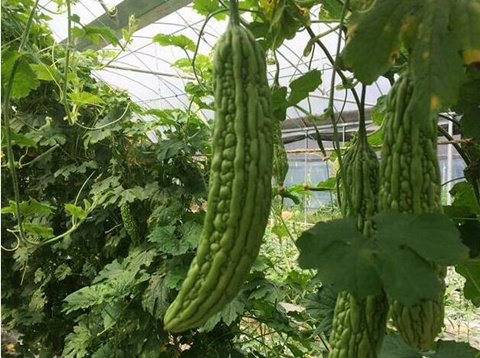 苦瓜種植注意 苦瓜種植注意