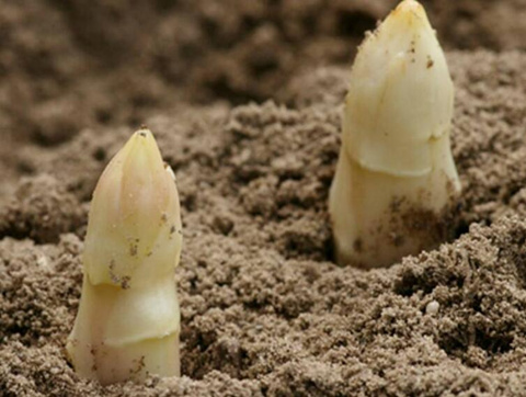 為什么蘆筍要用葉面肥 為什么蘆筍要用葉面肥