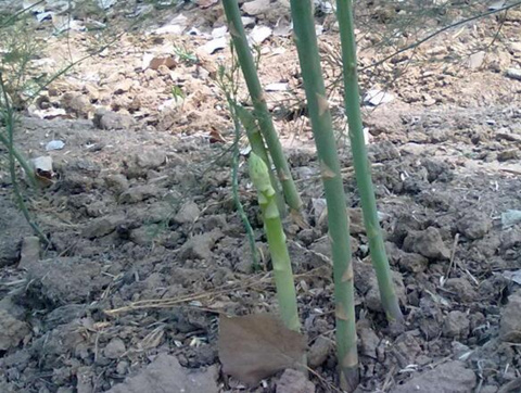 蘆筍葉面肥成分 蘆筍葉面肥成分