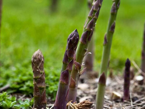蘆筍葉面肥用法 蘆筍葉面肥用法