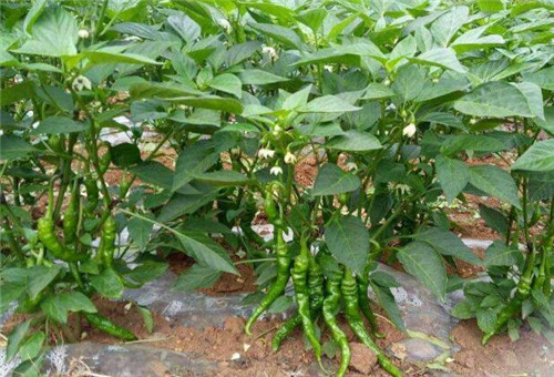 辣椒種植施肥 辣椒種植施肥