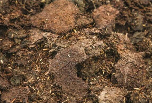 辣椒基肥農家肥 辣椒基肥農家肥