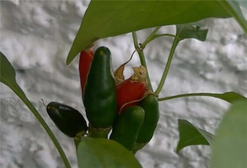 辣椒葉面肥使用 辣椒葉面肥使用