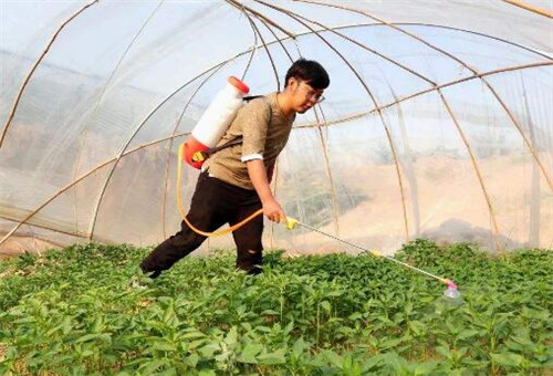 辣椒葉面噴施 辣椒葉面噴施