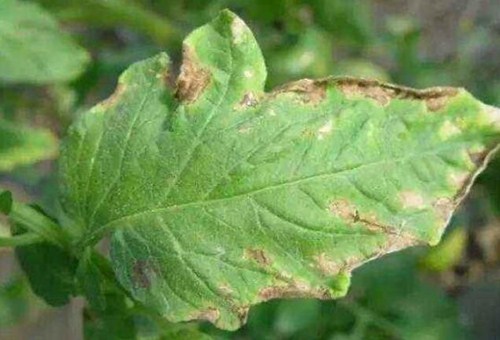 肥害預防方法 肥害預防方法