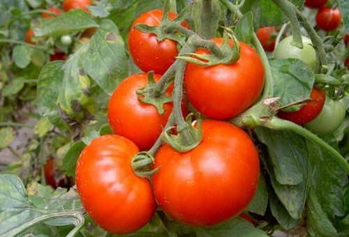 種番茄用肥方法 種番茄用肥方法
