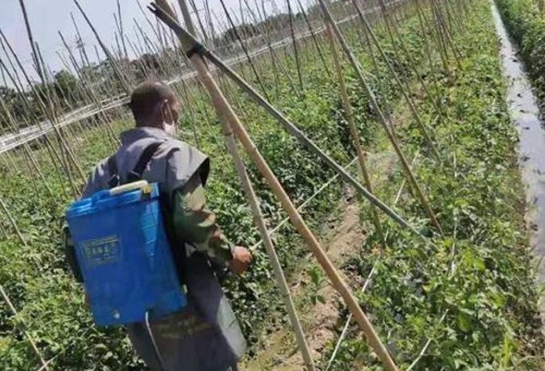 番茄追肥注意 番茄追肥注意