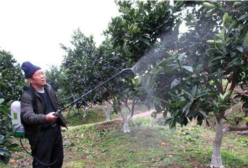 果樹噴施葉面肥防凍 果樹噴施葉面肥防凍