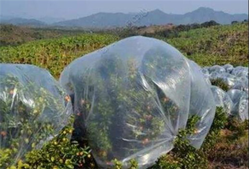 作物防凍膜 作物防凍膜