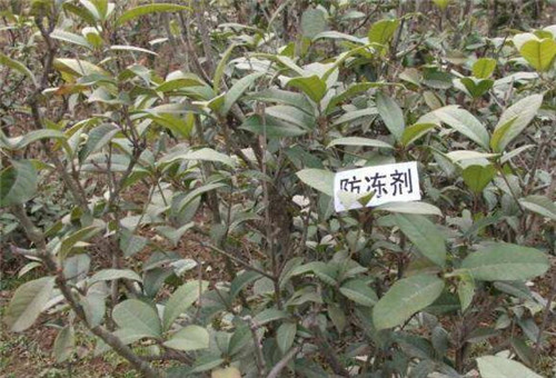 葉面肥能否防凍 葉面肥能否防凍