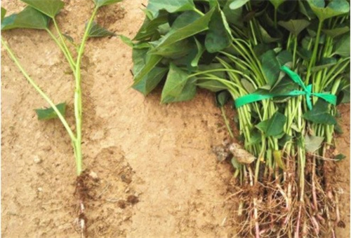 紅薯葉面肥作用 紅薯葉面肥作用