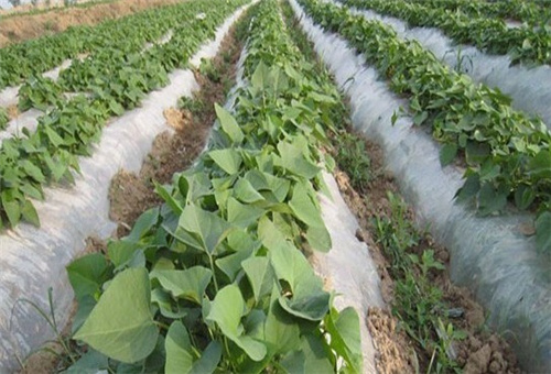 紅薯葉面肥好處 紅薯葉面肥好處