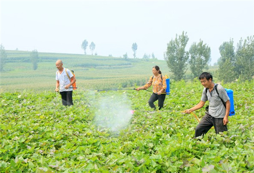 紅薯葉面肥噴施方法 紅薯葉面肥噴施方法