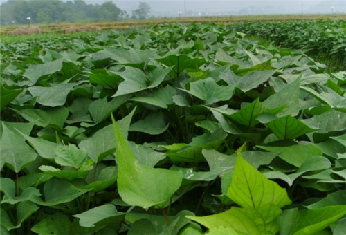 紅薯噴施注意 紅薯噴施注意