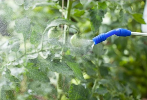 葉面追肥時間 葉面追肥時間