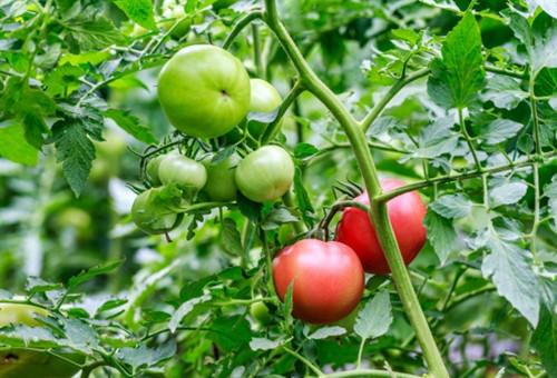 西紅柿著色期 西紅柿著色期