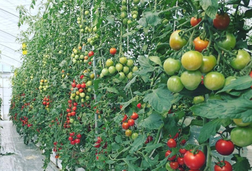 西紅柿著色期 西紅柿著色期