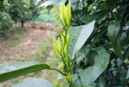 增強抗病力葉面肥 增強抗病力葉面肥