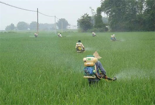 葉面肥選擇 葉面肥選擇