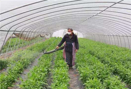 葉面肥噴施時(shí)間 葉面肥噴施時(shí)間