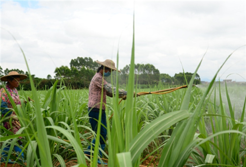 葉面肥晴天噴施 葉面肥晴天噴施