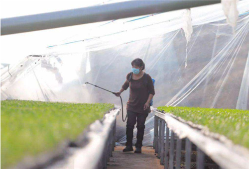 葉面肥冬季噴施 葉面肥冬季噴施
