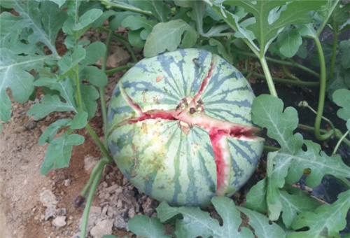 葉面肥使用不當問題 葉面肥使用不當問題