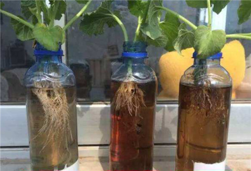 葉面肥生根功能 葉面肥生根功能