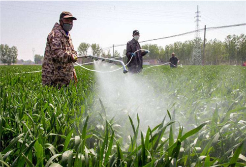 葉面噴鋅肥 葉面噴鋅肥