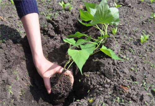 定植后噴施葉面肥 定植后噴施葉面肥