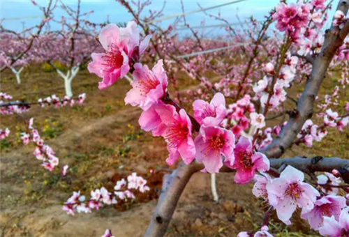花前期噴施葉面肥 花前期噴施葉面肥