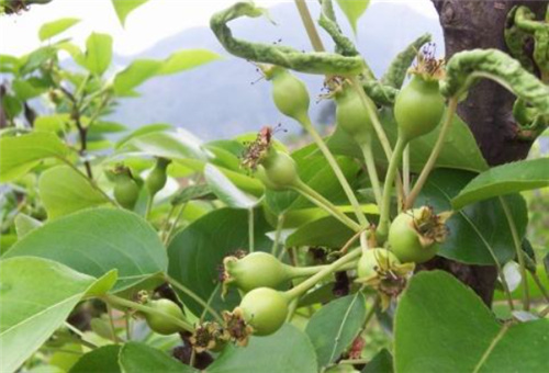 坐果期噴施葉面肥 坐果期噴施葉面肥