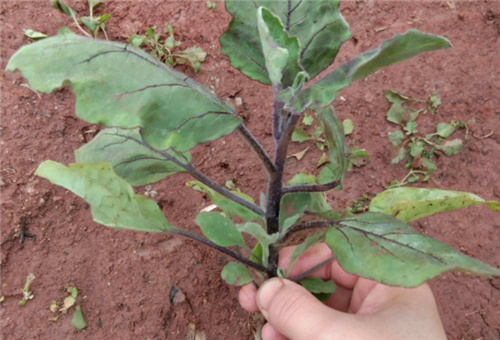 茄子苗期噴施葉面肥 茄子苗期噴施葉面肥