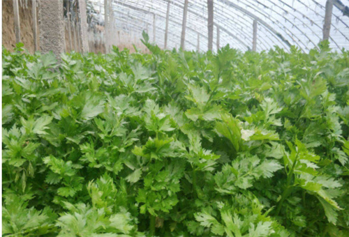 芹菜葉面噴施注意 芹菜葉面噴施注意