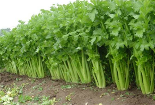 芹菜中期追肥 芹菜中期追肥
