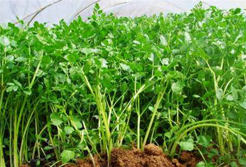 芹菜定植后追肥 芹菜定植后追肥