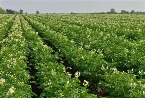 土豆種植追肥選擇 土豆種植追肥選擇