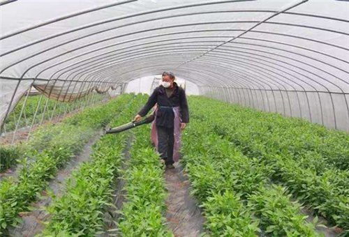 大棚噴施葉面肥時間 大棚噴施葉面肥時間