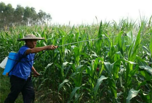 葉面肥使用說明 葉面肥使用說明
