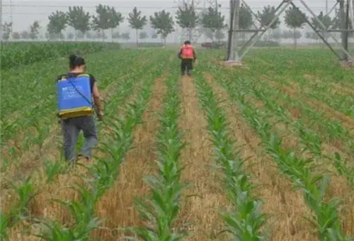 除草藥劑和葉面肥噴施 除草藥劑和葉面肥噴施