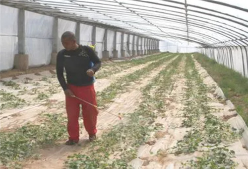 葉面噴施注意 葉面噴施注意