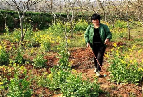 除草藥劑和葉面肥噴施 除草藥劑和葉面肥噴施