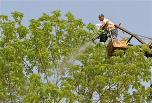 葉面肥哪個好 葉面肥哪個好