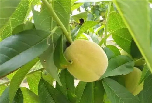 葉面噴施要求 葉面噴施要求