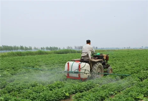 花生葉面噴水 花生葉面噴水