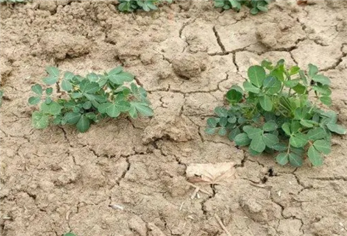 干旱時花生噴葉面肥 干旱時花生噴葉面肥