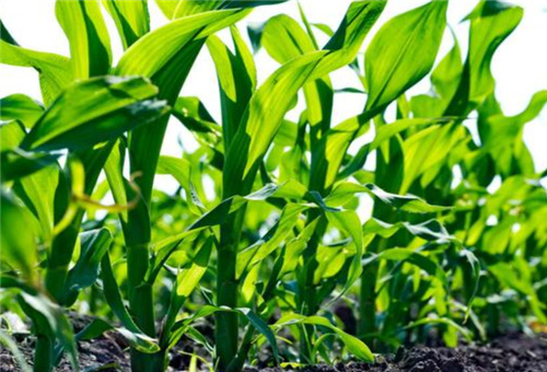 玉米噴肥條件要求 玉米噴肥條件要求