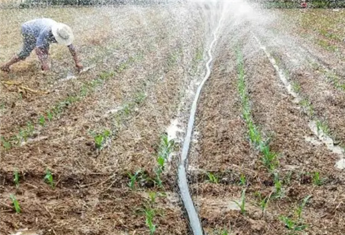 氣溫高追肥要點 氣溫高追肥要點